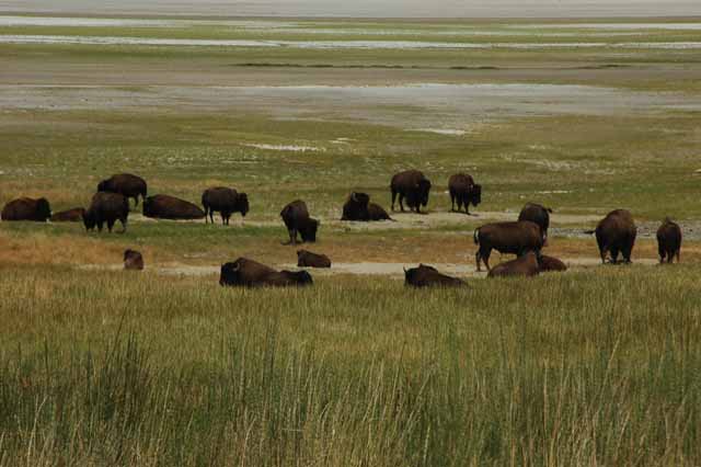 bison reach their destination
